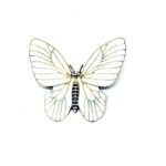 White Butterfly Brooch