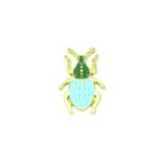 Weevil Insect Pin